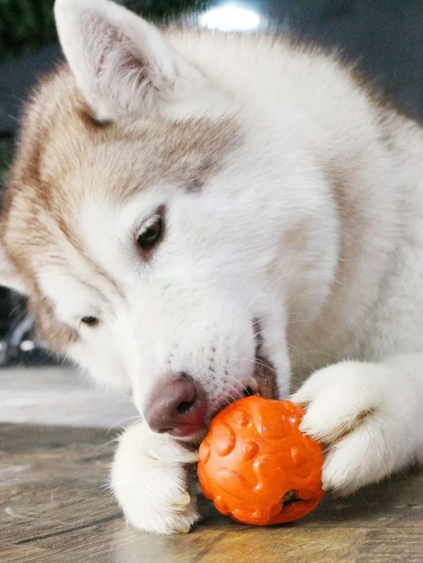 Puppy Training Toys