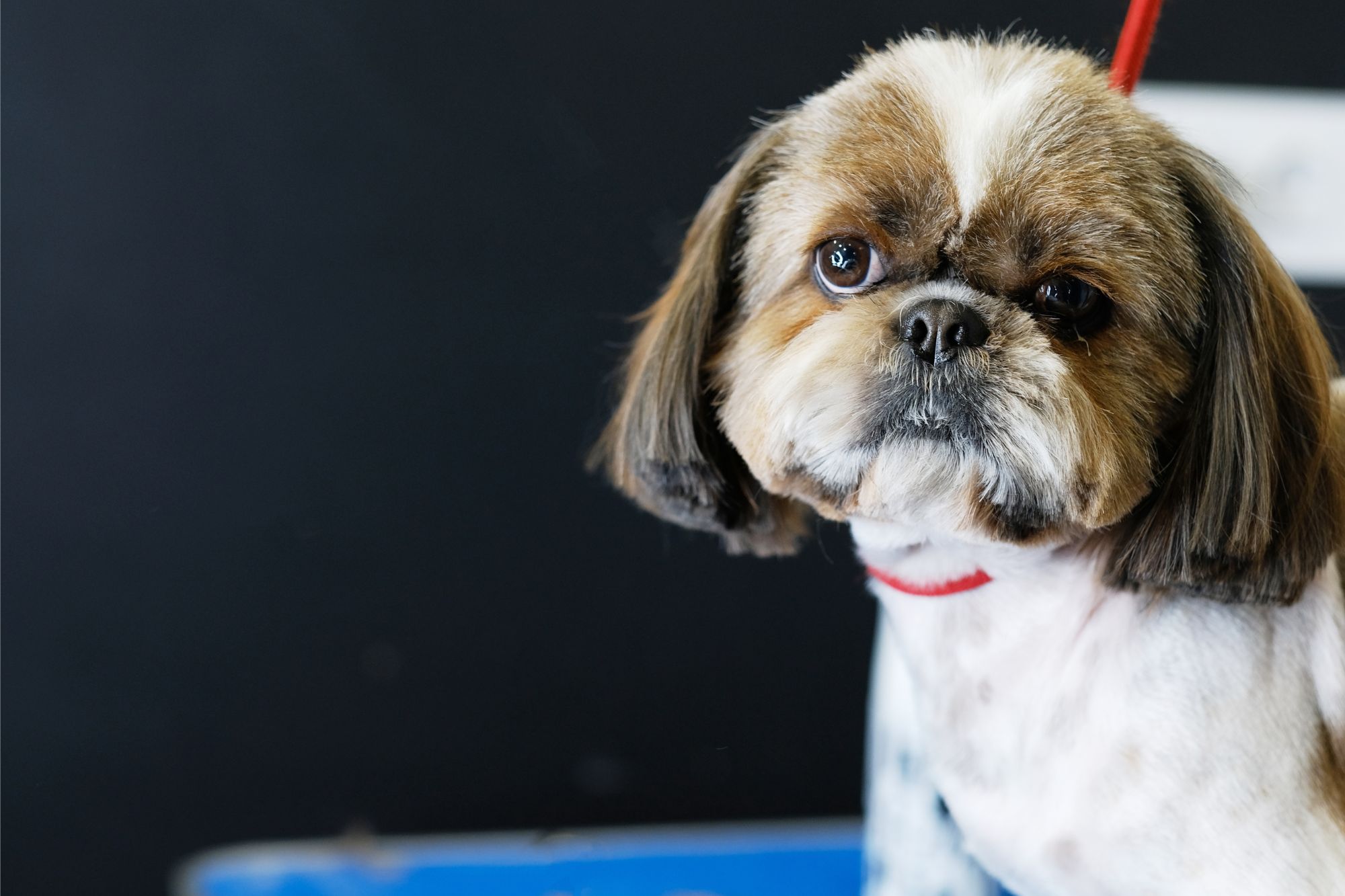 puppy training school