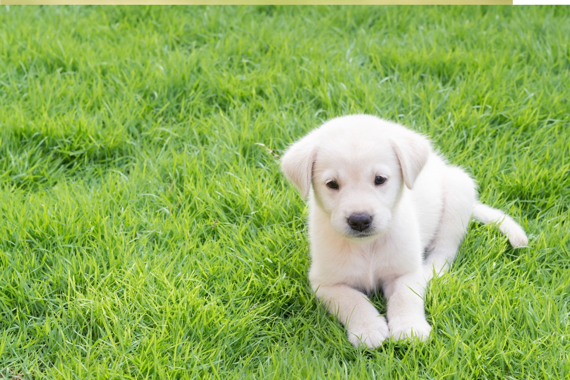 puppy training warwickshire