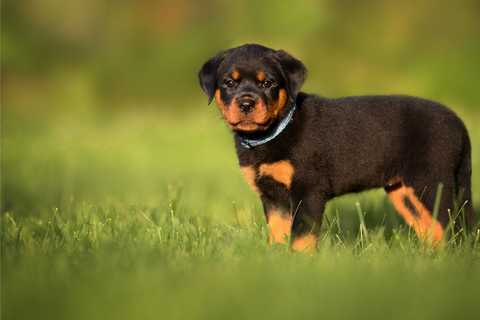 training puppy