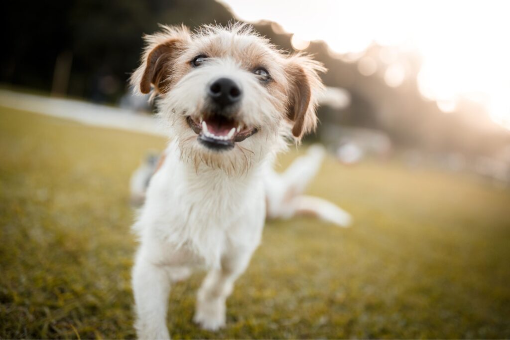 Keeping Your Pooch Happy and Calm