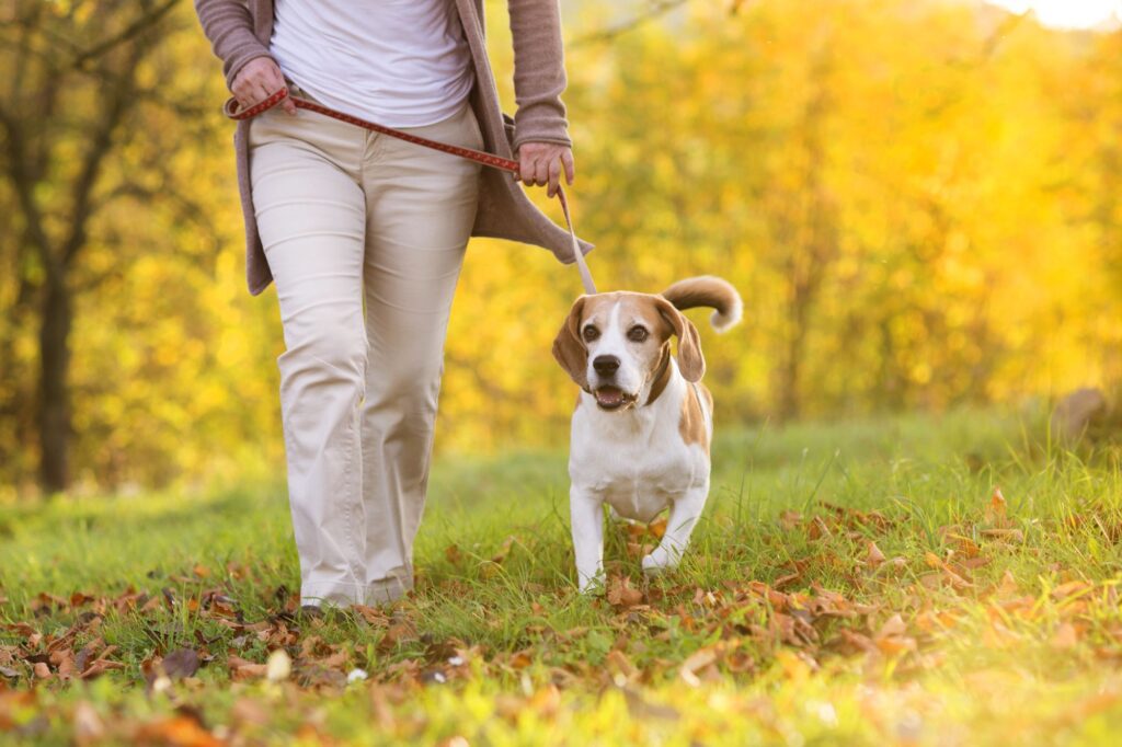 Embrace the Pawsome Tradition: National Walk Your Dog Month