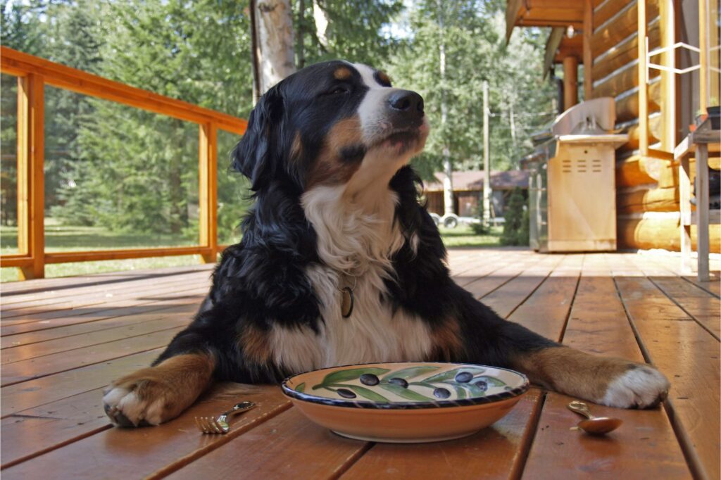 Springtime Hazards for Dogs: Food Safety and Nature Dangers