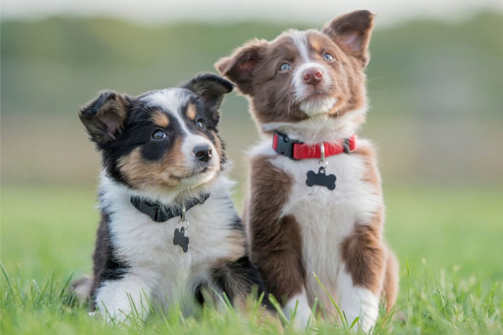 Keeping Your Canine Cool: The Vital Importance of Hydration for Dogs in Hot Weather