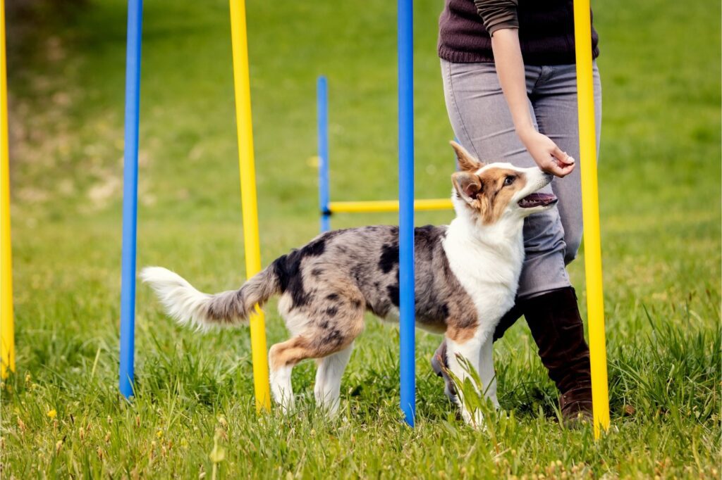 Unlocking the Potential of Puppy Training: A Guide by Tracey Redfurn of Puppeez