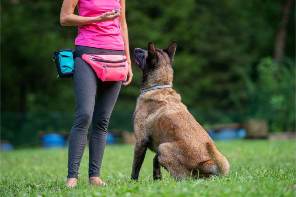 Why Canine First Aid Training is Essential