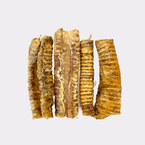 Cut Trachea
