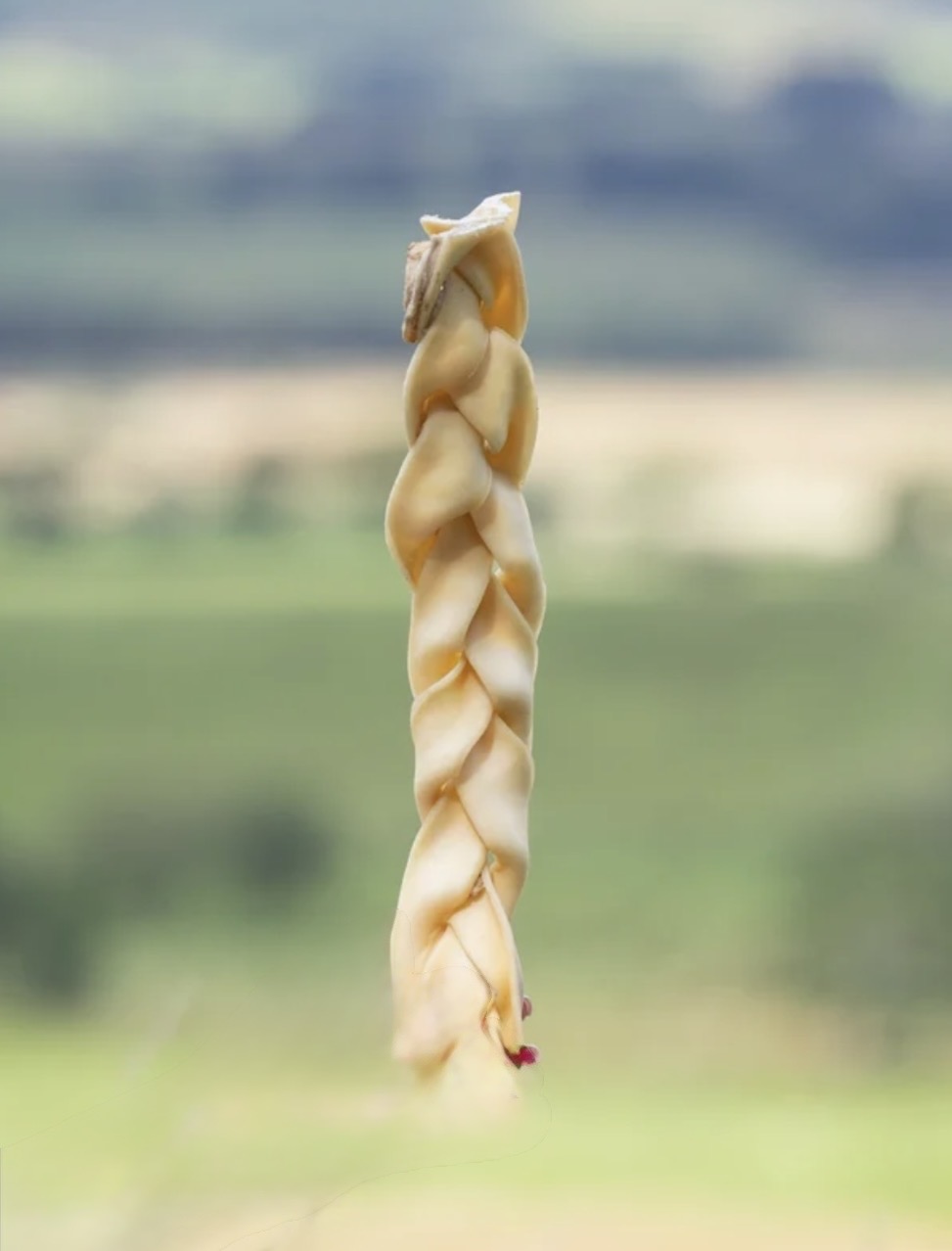 Braided Beef head Skin 30cm